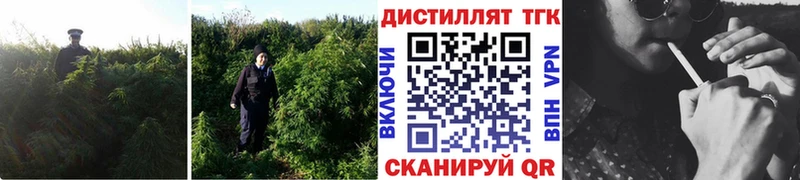 ТГК концентрат Сорочинск
