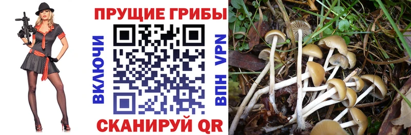 Псилоцибиновые грибы Psilocybine cubensis  Сорочинск 